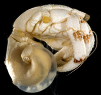 : Coenobita perlatus