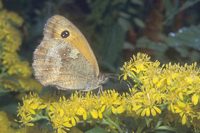 : Pyronia tithonus