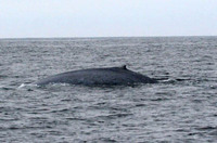 Blue Whale. 14 October 2006. Photo by Troy Guy