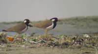 Red-wattled Lapwing (Vanellus indicus) 2005. január 17. Delhi, Okhla Island