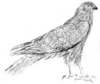 SWAMP HARRIER, TAISENI (Circus approximans)