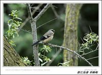 Pyrrhula erythaca Gray-headed Bullfinch 灰頭灰雀 124-090