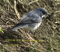 쇠유리새Siberian Blue Robin