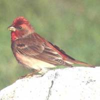 Common Rosefinch