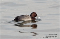 검은흰죽지(가칭) Aythya nyroca Ferruginous Duck