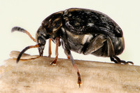 Bruchus affinis - Lesser Pea Weevil