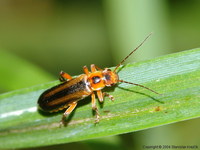 Metacantharis discoidea