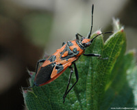 Corizus hyoscyami
