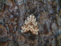 Lymantria monacha - Black Arches