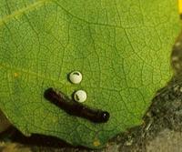 Notodonta ziczac - Pebble Prominent