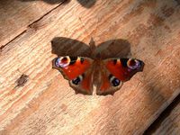 Inachis io - Peacock Butterfly