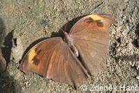Melanitis leda