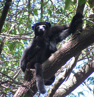 Perrier's sifaka (Propithecus perrieri)