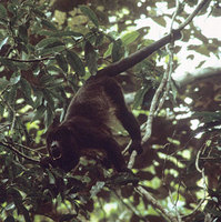 Mantled howler (Alouatta palliata)