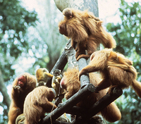 Red bald-headed uakari (Cacajao calvus rubicundus)