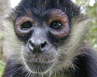 face of a spider monkey Ateles fusciceps