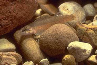 Etheostoma tippecanoe, Tippecanoe darter: