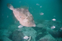 Stephanolepis hispidus, Planehead filefish: fisheries, aquarium