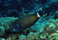 Acanthurus fowleri, Fowler's surgeonfish: fisheries, aquarium