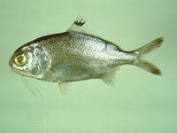 Polymixia japonica, Silver eye: fisheries