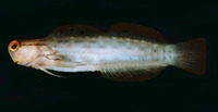 Ecsenius stictus, Great Barrier Reef blenny: