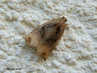 Archips podana - Large Fruit-tree Tortrix