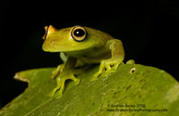 Rough-skinned Green Tree Frog - Hyla granosa