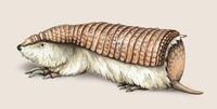 Image of: Chlamyphorus truncatus (pink fairy armadillo)