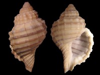 Cymatium tranquebaricum