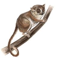 Image of: Microcebus rufus (brown mouse lemur)