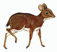 Image of: Neotragus batesi (dwarf antelope)