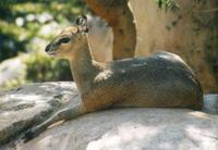 Image of: Oreotragus oreotragus (klipspringer)