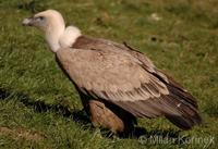 Gyps fulvus - Griffon Vulture