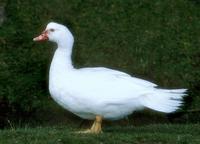 Cairina moschata f. domestica