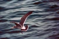 Larus californicus - California Gull