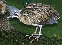 Botaurus stellaris - Great Bittern