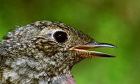 Phoenicurus phoenicurus - Redstart
