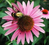 Image of: Hemaris diffinis (snowberry clearwing)