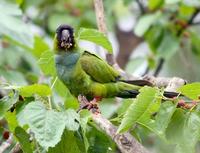 Image of: Nandayus nenday (Nanday parakeet)