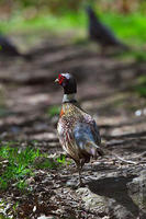 Image of: Phasianus colchicus (common pheasant)