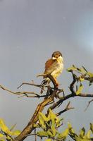 Image of: Polihierax semitorquatus (African pygmy falcon)