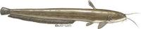 Image of: Silurus glanis (sheatfish)