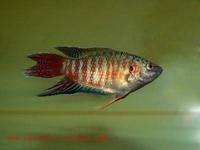 Macropodus opercularis - Chinese Fighting Fish