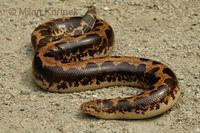 Gongylophis colubrinus loveridgei - Kenya Sand Boa