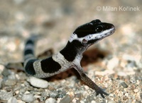 Eublepharis macularius - Leopard Gecko