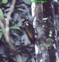 Olive-backed Woodpecker - Dinopium rafflesii