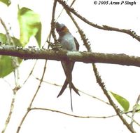 Crested Treeswift - Hemiprocne coronata