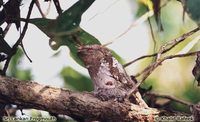 Sri Lanka Frogmouth - Batrachostomus moniliger