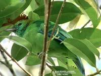 Blue-winged Leafbird - Chloropsis cochinchinensis