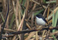 Jerdon's Bushchat - Saxicola jerdoni